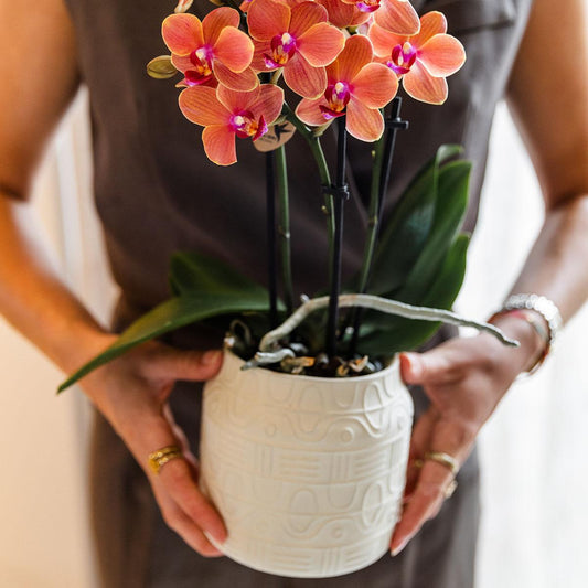 Orchidee colibrì | Orchidea arancione Bolzano + vaso decorativo geroglifico bianco sporco - dimensioni vaso Ø9 cm | pianta d'appartamento in fiore - fresca dal coltivatore