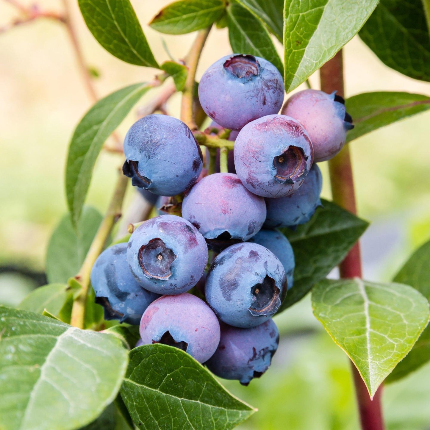 Fruit Plant - Vaccinium corymbosum Jersey - Blueberry - Hardy - Blue Berry - 2 Plants - Pot 15cm - Height 50cm