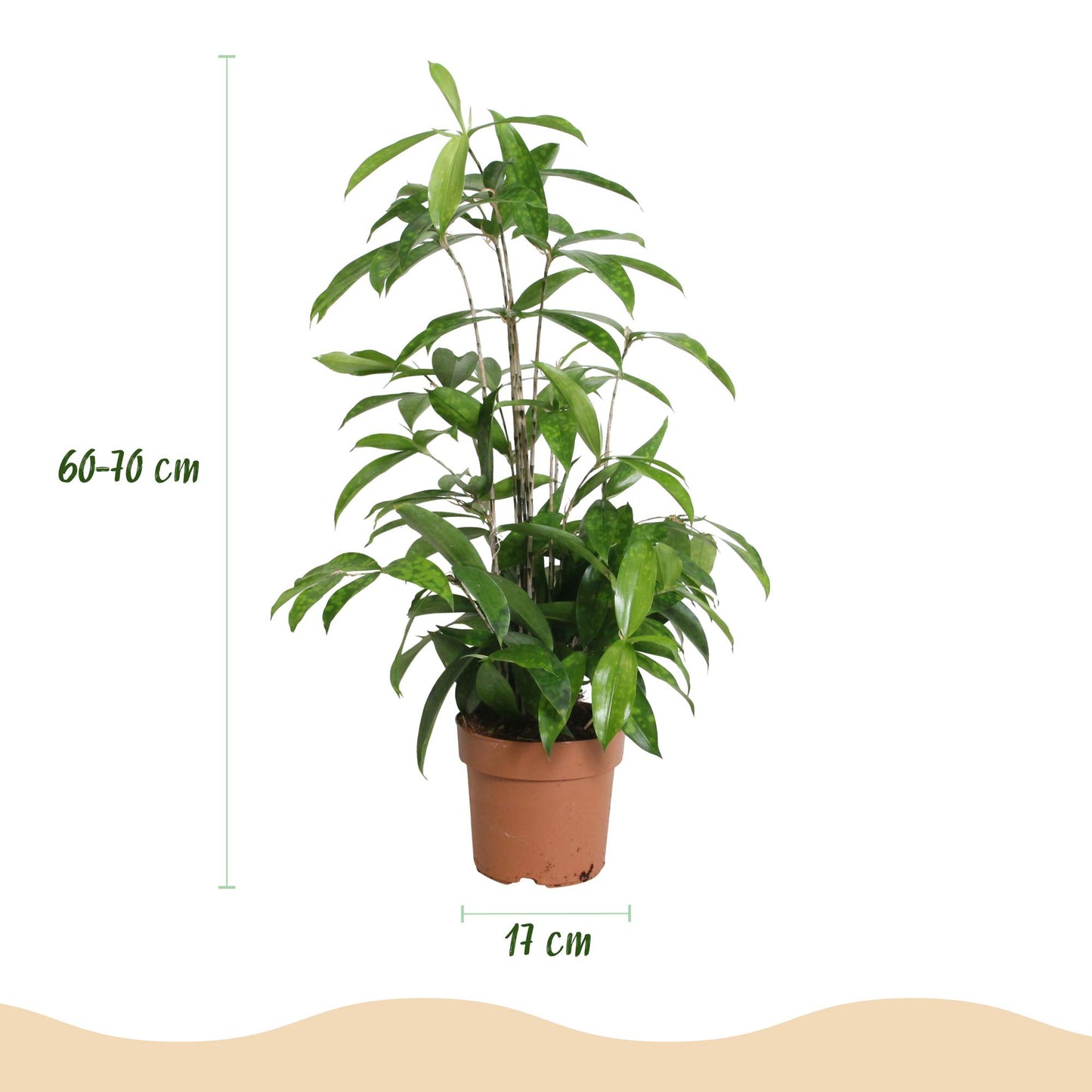 Green BoutiQ - Green is... Houseplants - Dracaena surculosa - Dragon tree - Low maintenance - Green - 2 Plants - Pot 17cm - Height 60-70cm