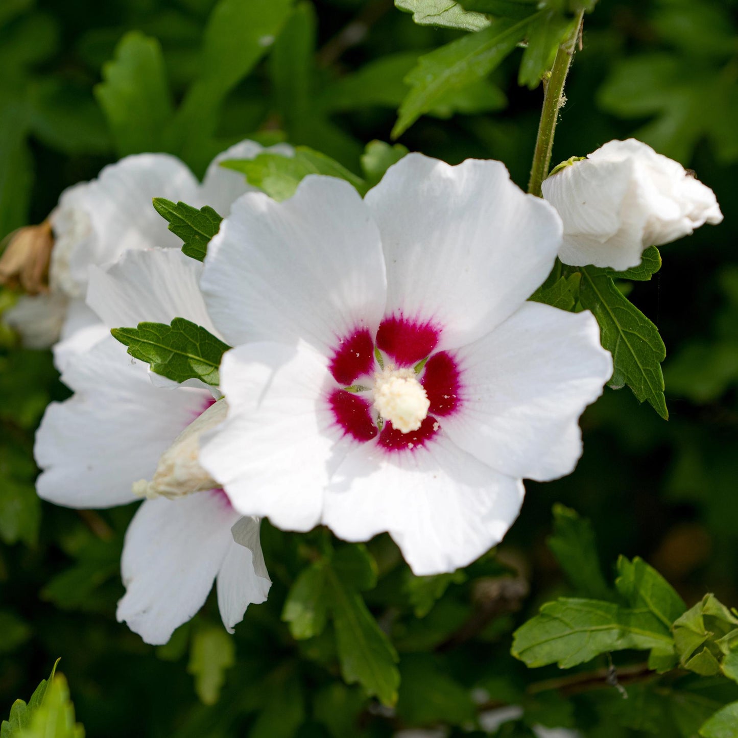 Green boutiQ - Plante de Jardin - Hibiscus syriacus Red Heart - Hibiscus de Jardin - Rustique - Blanc - Rouge - 3 Plantes - Pot 17cm - Hauteur 45cm
