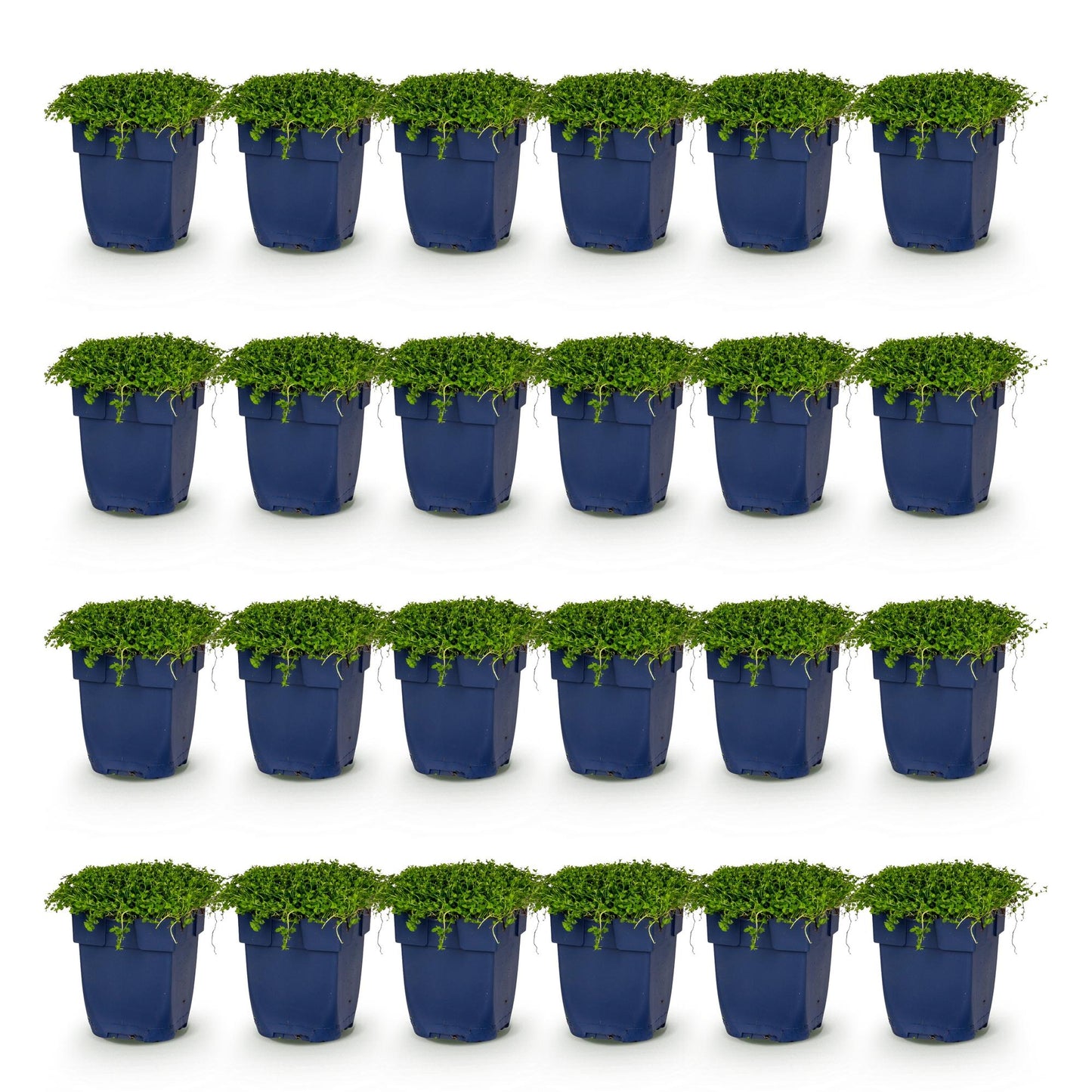 Perennial - Isotoma fluviatilis - Blue Star Creeper - Rock Plants - Light Blue - 24 Plants - Pot 11cm - Height 15-25cm