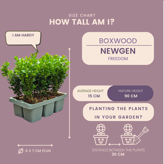 8 x 6-Pack Buxus NewGen Freedom – Winterharde Groenblijvende Struiken 48 x Ø7 cm - ↕15 cm | Compacte Buxus