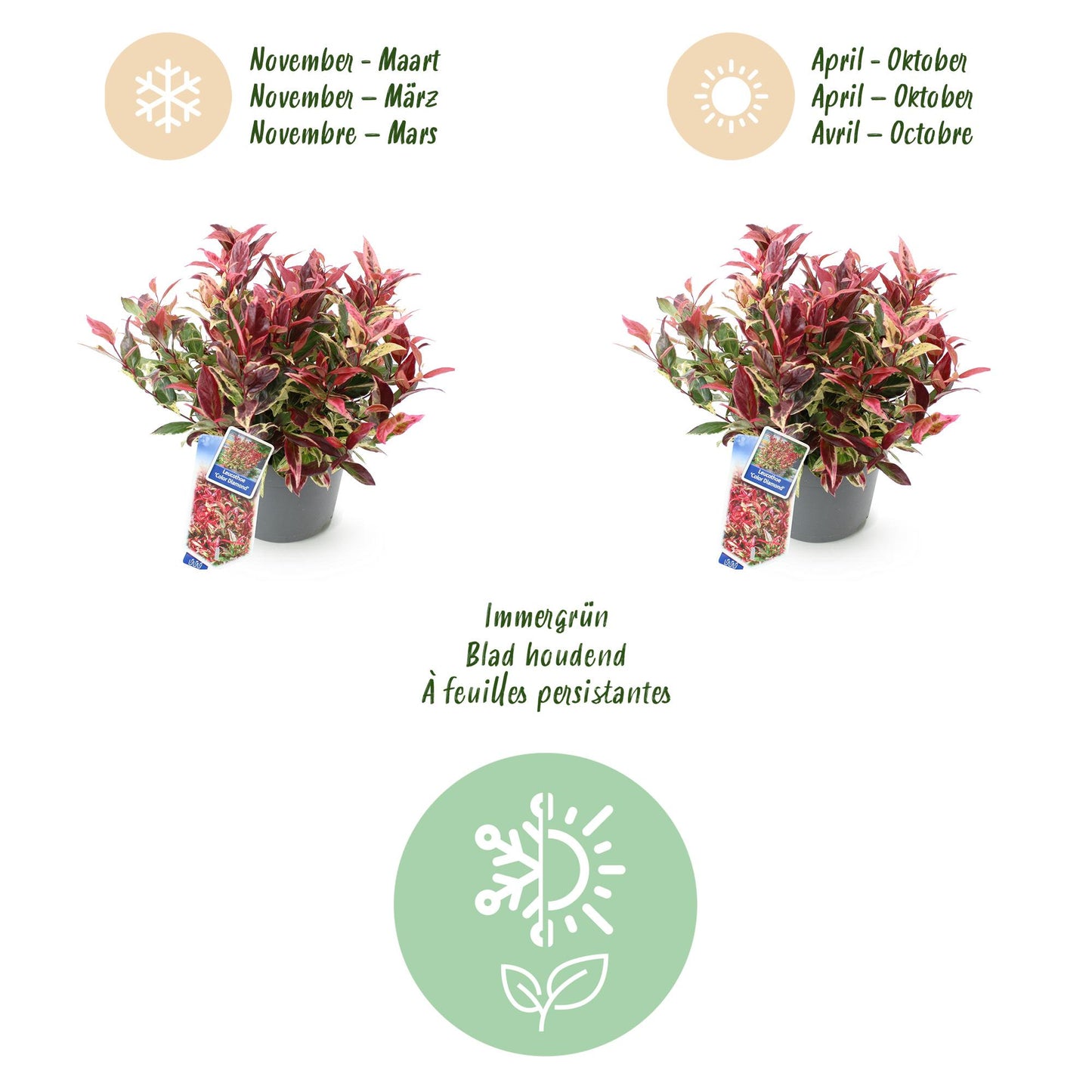 Garden Plant - Leucothoe Colour Diamond - Variegated - 1 Plant - Evergreen - Low Maintenance - Pot 17cm Height 45cm