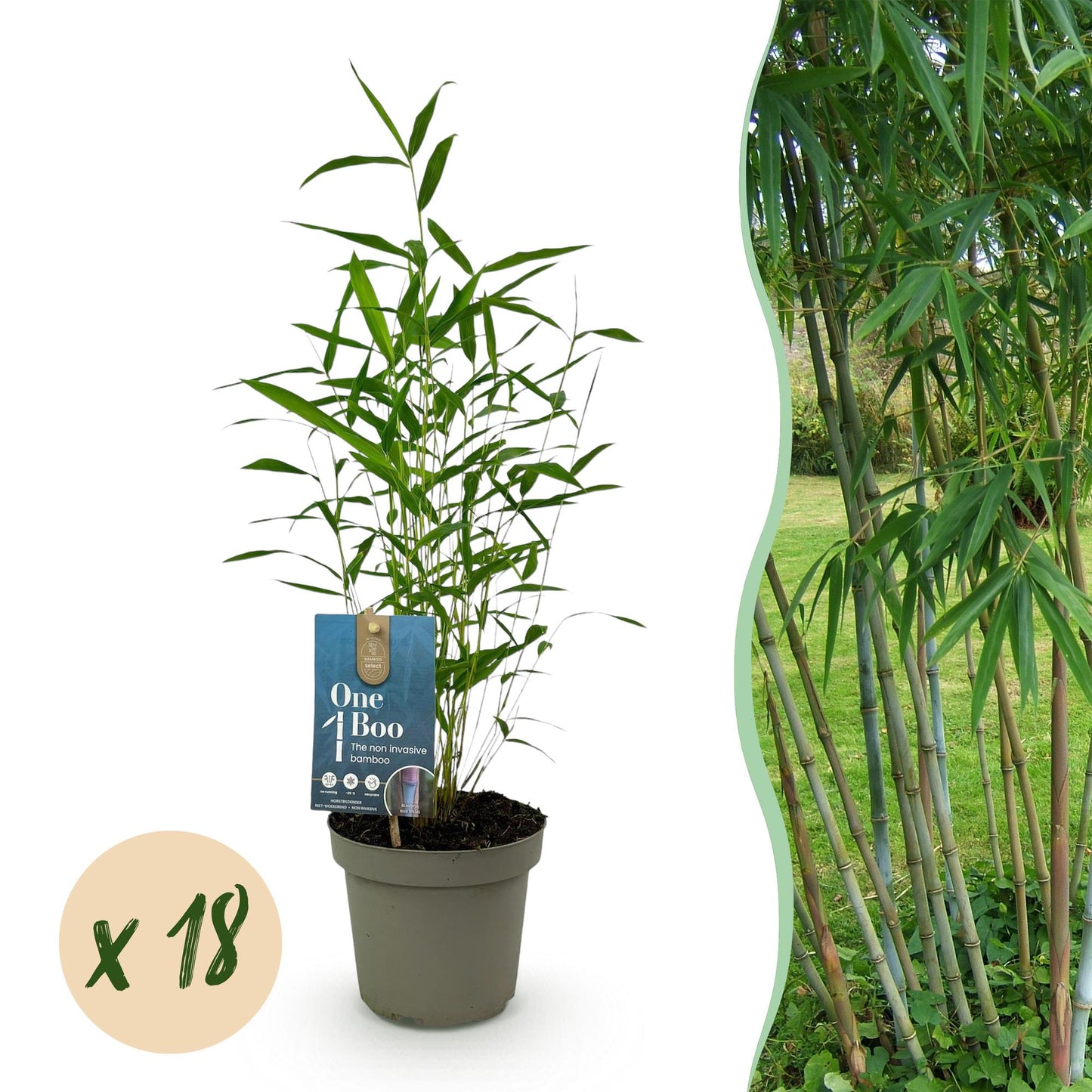 Green boutiQ - Bamboo - Fargesia Blue Dragon - Evergreen - Non-Invasive - Green - 18 Plants - Pot 14cm - Height 35cm