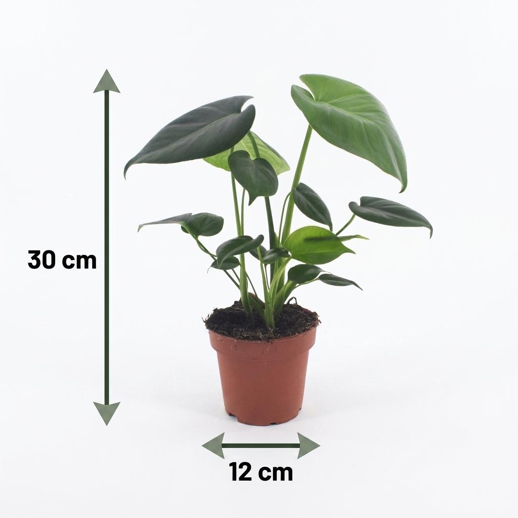 Monstera Deliciosa - Gatenplant - 1 Plant - met Potter Wit - Pot 12cm - Hoogte - 30cm