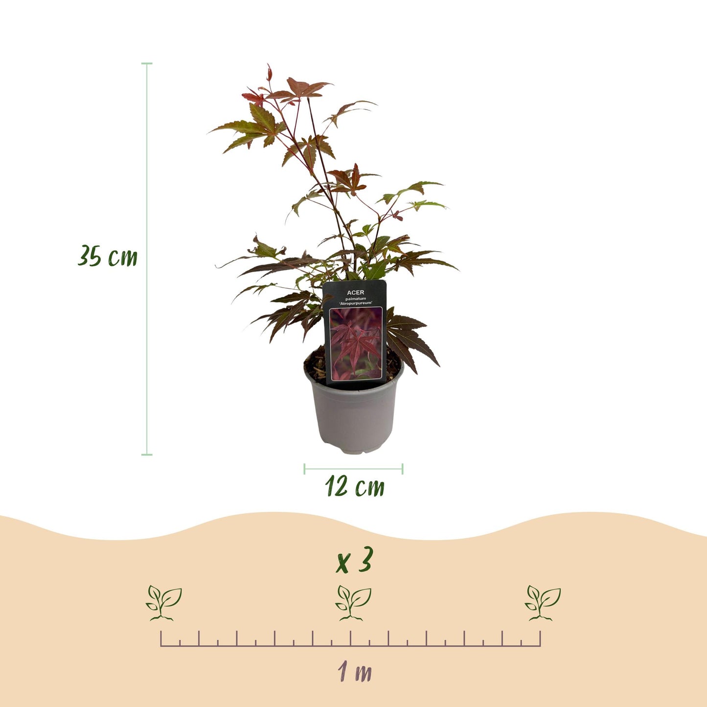 Outdoor Plant - Acer palmatum Atropurpureum - Purple - 3 Plants - Deciduous - Low Maintenance - Pot 12cm Height 35cm