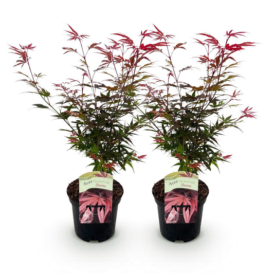Green boutiQ - Pianta da terrazza - Acero giapponese - Acer palmatum Shaina - Rosso - 2 Piante - Decidua - Vaso 19 cm Altezza 70 cm