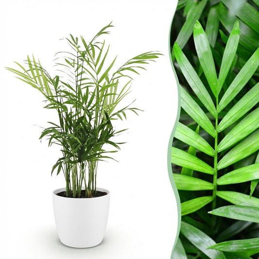 Kamerplant - Chamaedorea elegans - Goudpalm - Huisdiervriendelijke Plant - Groen - 1 Plant - met Potter Wit - Pot 12cm - Hoogte 15cm