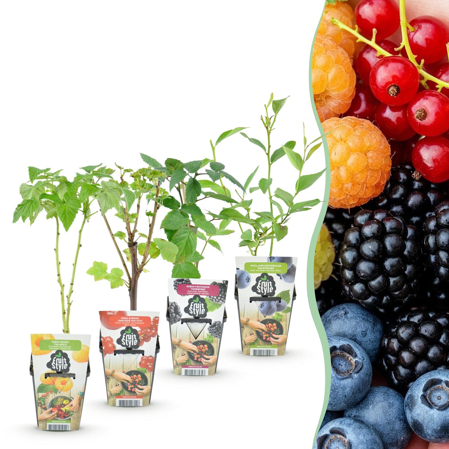 Green boutiQ - Fruit Plants - Rainbow - Red Currant - Yellow Raspberry - Blackberry - Blueberry - Winter Hardy - 4 Plants - 9cm Pot