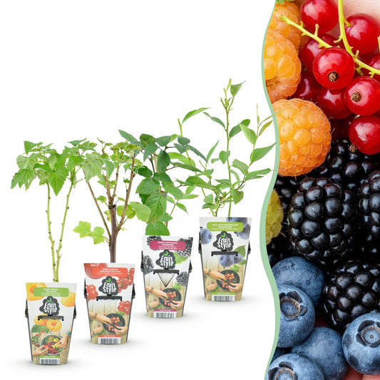 Green boutiQ - Fruitplanten - Rainbow - Rode Bes - Gele Framboos - Zwarte Braam - Blauwe Bes - Winterhard - 4 Planten - Pot  9cm
