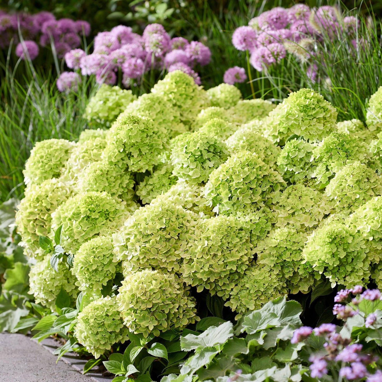 Green boutiQ - Pianta da Giardino - Hydrangea paniculata Groundbreaker Greeny - Ortensia Paniculata - Resistente - Crema - 1 Pianta - Vaso 14cm - Altezza 20-25cm
