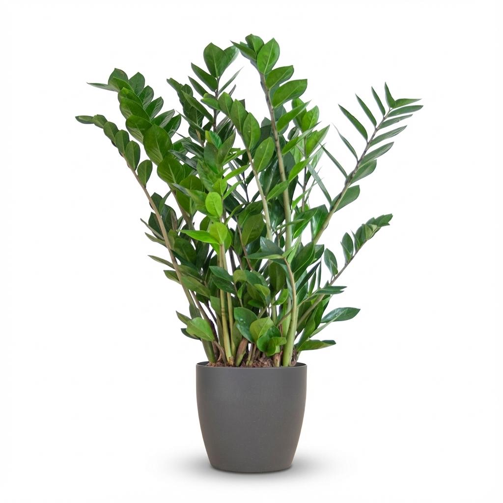 Zamioculcas Zamiifolia with Potter gray - 80cm- Ø21