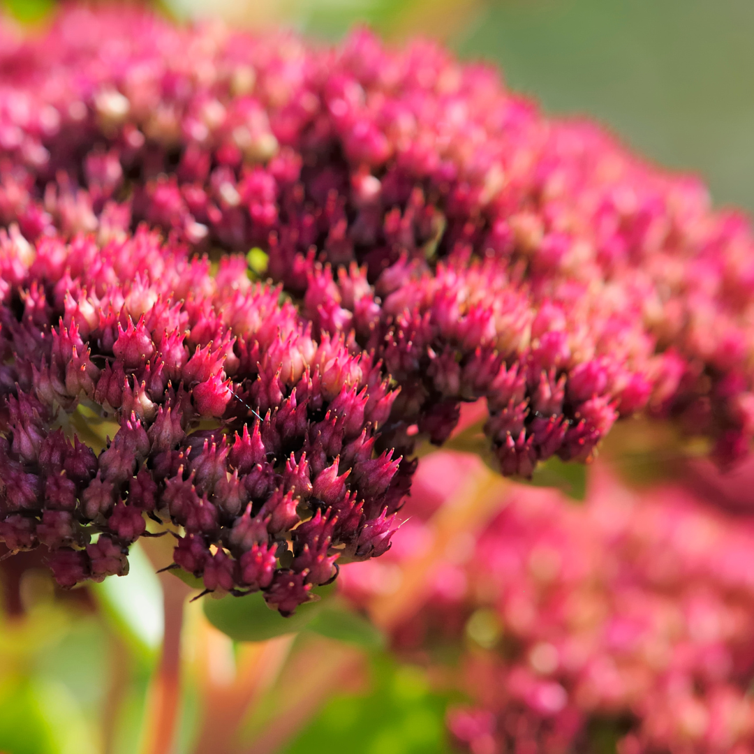 6x Sedum 'Matrona' - ↕10-25cm - Ø9cm