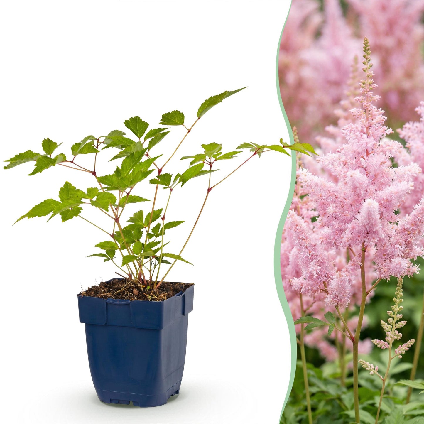 Vasteplant - Astilbe (J) Europa - Pluimspirea - Schaduw - Roze - 6 Planten - Pot 11cm - Hoogte 15-25cm