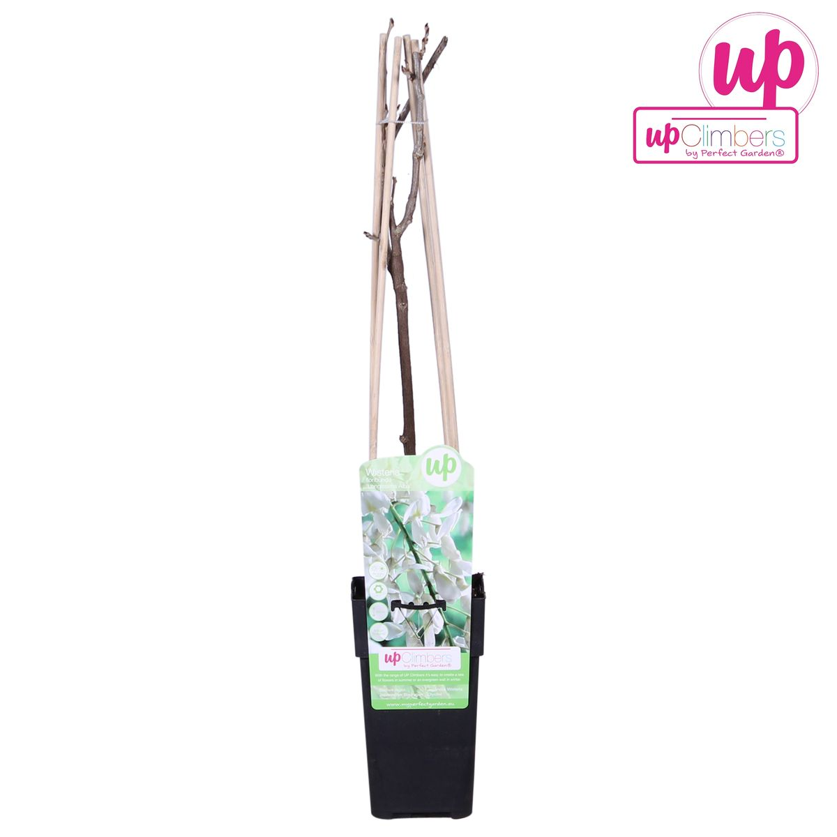 Wisteria floribunda Alba - White Wisteria - Ø15cm - ↕65cm