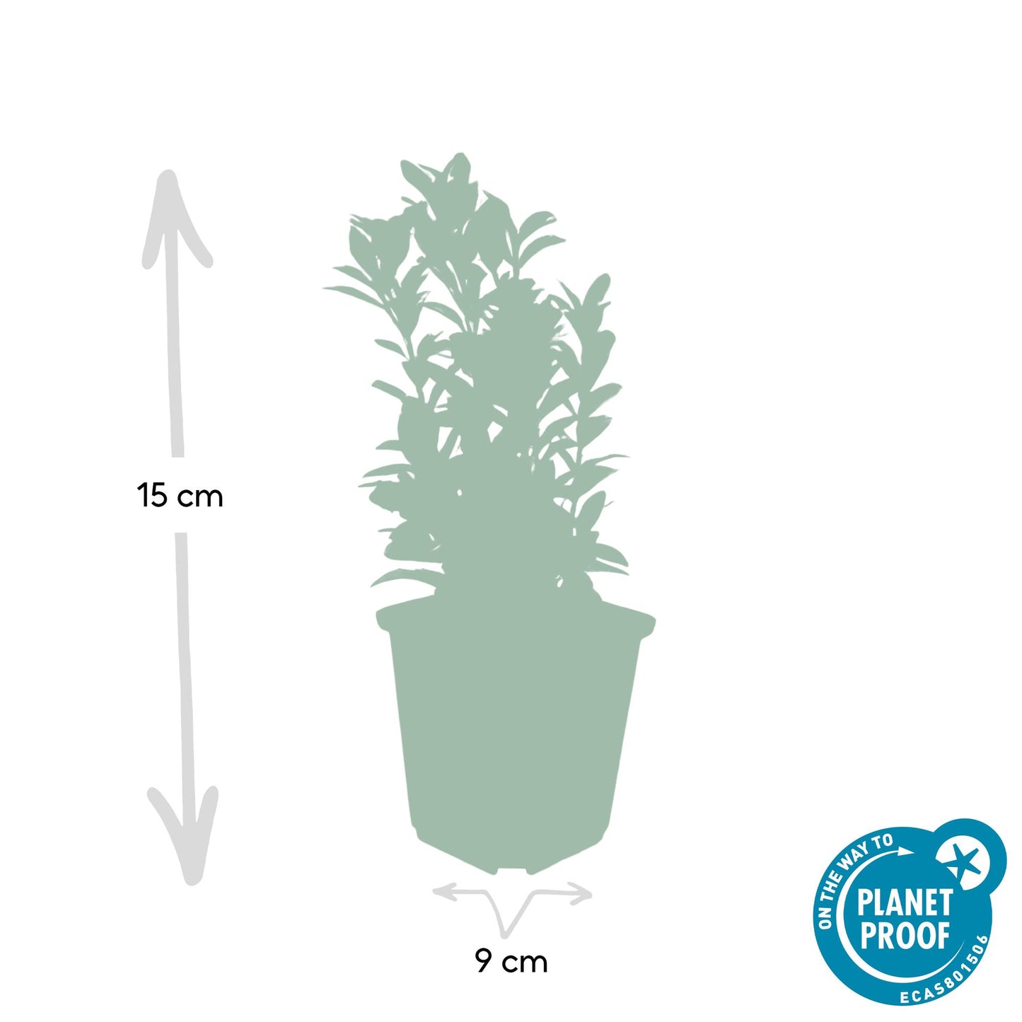 60x Euonymus giapponese. Guglia verde - ↕10-25cm - Ø9cm