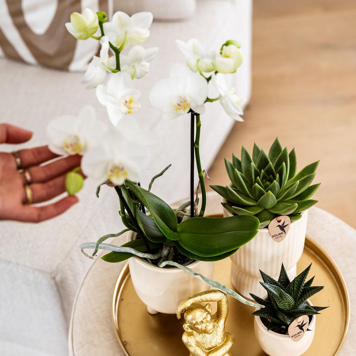 Compagnia di colibrì | Set regalo Luxury Living | Set di piante con orchidea Phalaenopsis bianca e piante grasse, incl. vasi decorativi in ​​ceramica