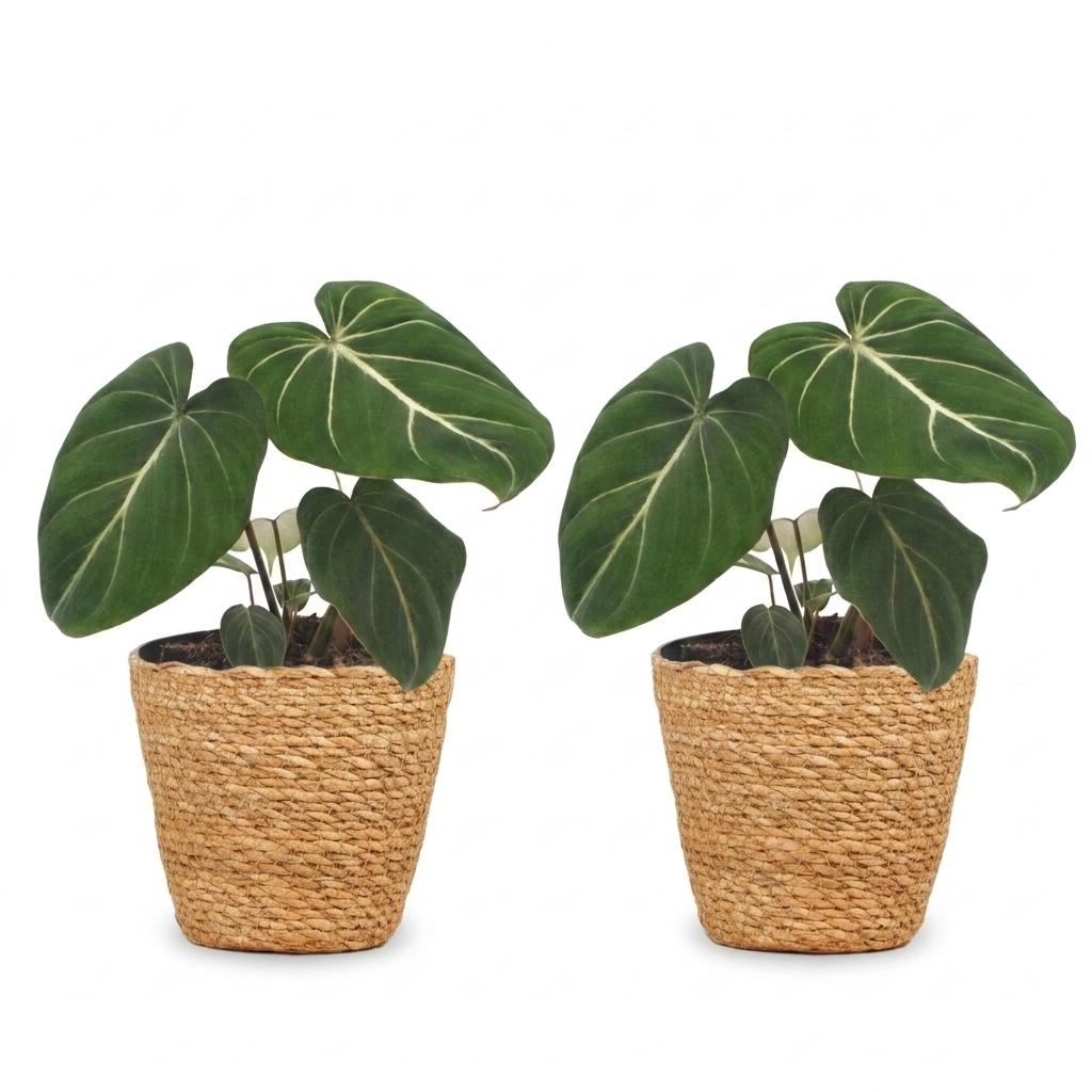 Philodendron Gloriosum - Glorious Philodendron - 2 Plants - with Basket - Pot 12cm - Height - 25cm
