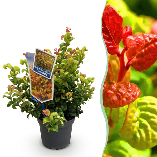Pianta da Giardino - Leucothoe Curly Gold - Giallo - 1 Pianta - Sempreverde - Poca Manutenzione - Vaso 17cm Altezza 40cm