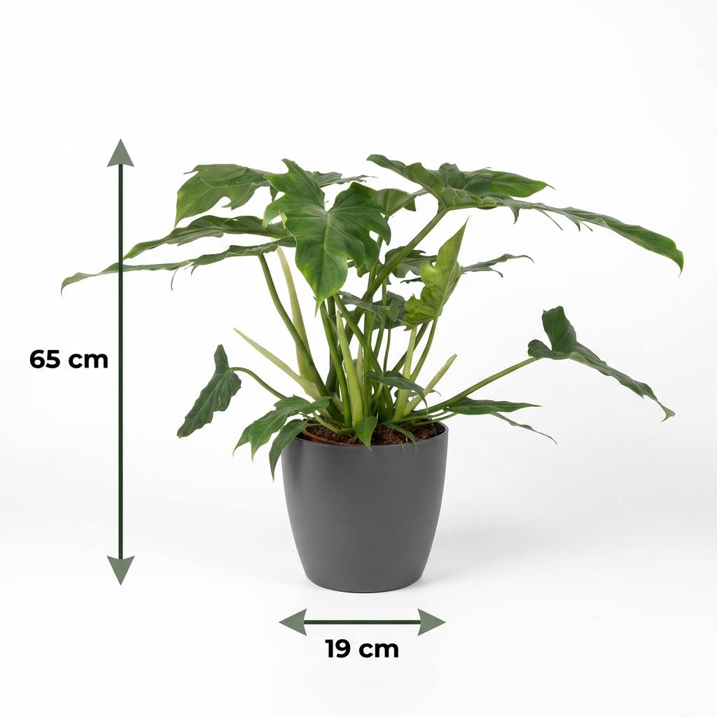 Green boutiQ - Indoor Plant - Philodendron - Philodendron Lacerum - Green - Low Maintenance - 1 Plant - with Potter Gray - Pot 19cm - Height 65cm