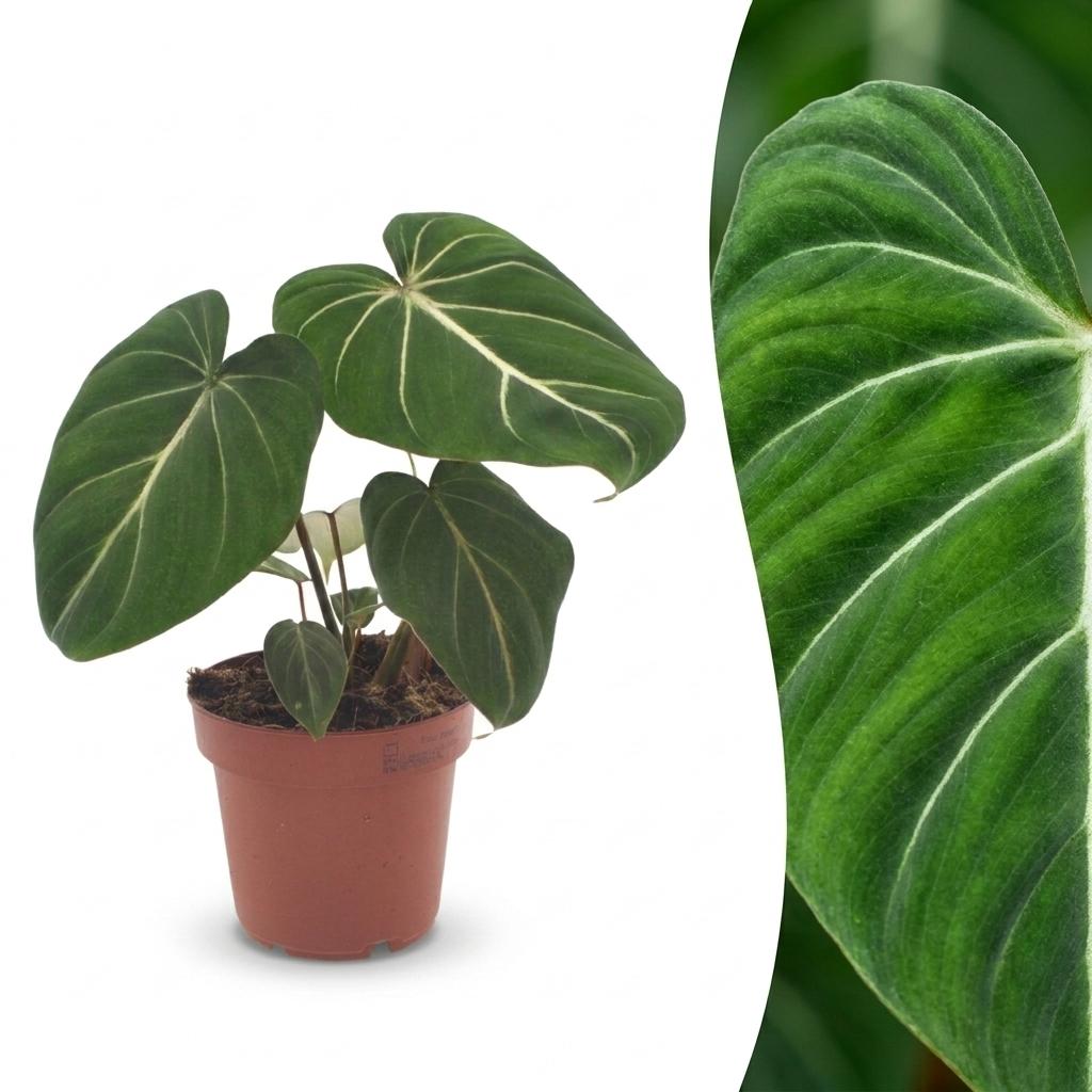 Philodendron Gloriosum - Filodendro Glorioso - 1 Pianta - Vaso 12cm - Altezza - 25cm