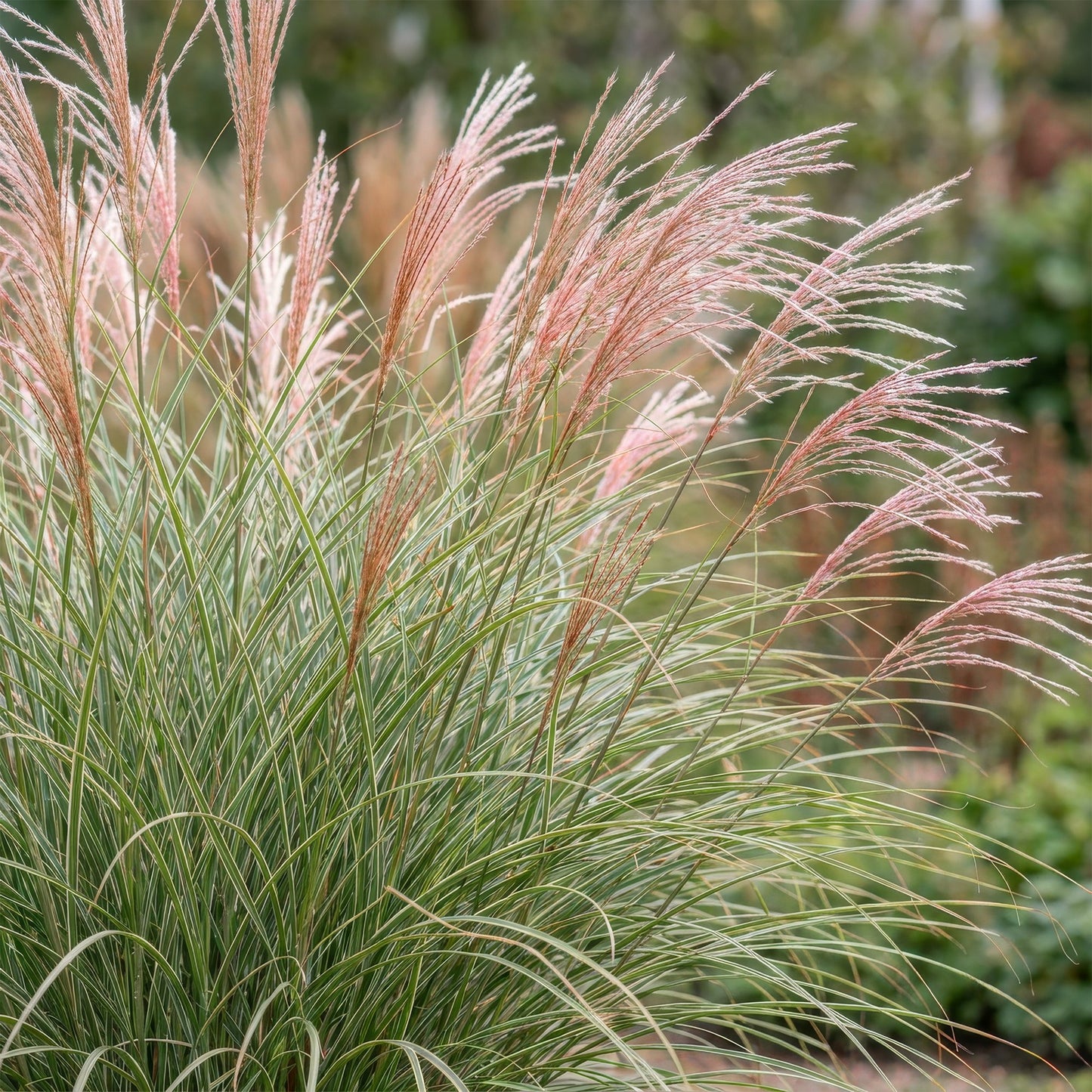 Grassen - Miscanthus sin. Morning Light - Pampusgras - Met Pluim - Zilver - 6 Planten - Pot 11cm - Hoogte 15-25cm