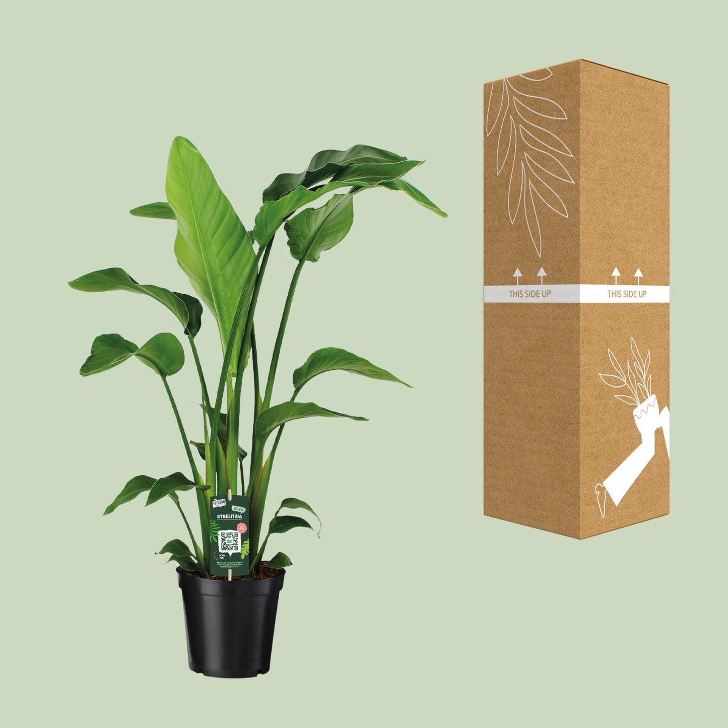 Strelitzia Nicolai - Ø19cm - ↕90cm