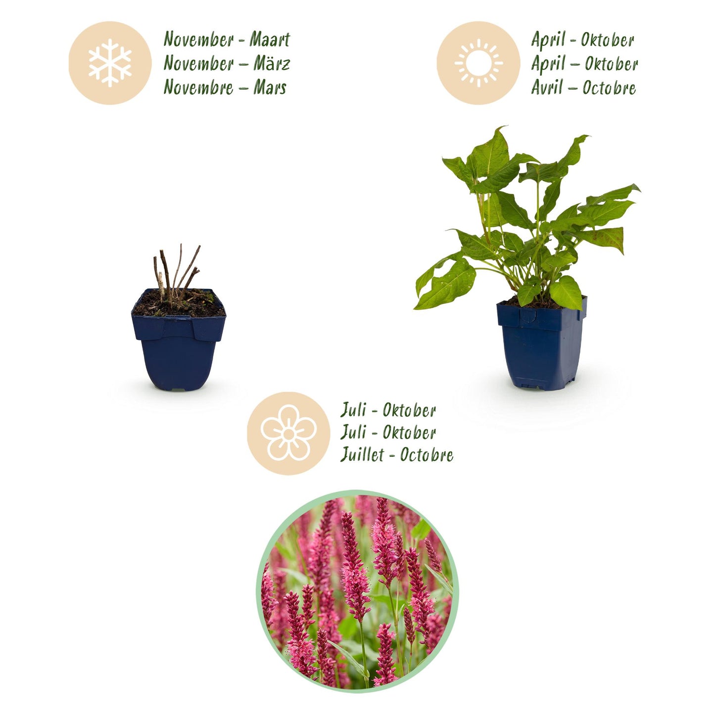 Vasteplant - Persicaria amplexicaulis - Duizendknoop - Bijen en Vlinderlokkers - Rood - 12 Planten - Pot 11cm - Hoogte 15-25cm