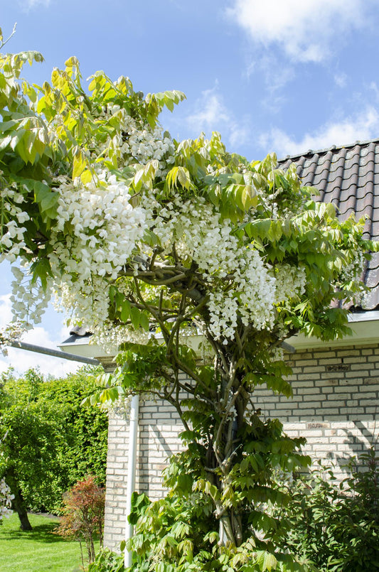 Wisteria floribunda Alba - White Wisteria - Ø15cm - ↕65cm