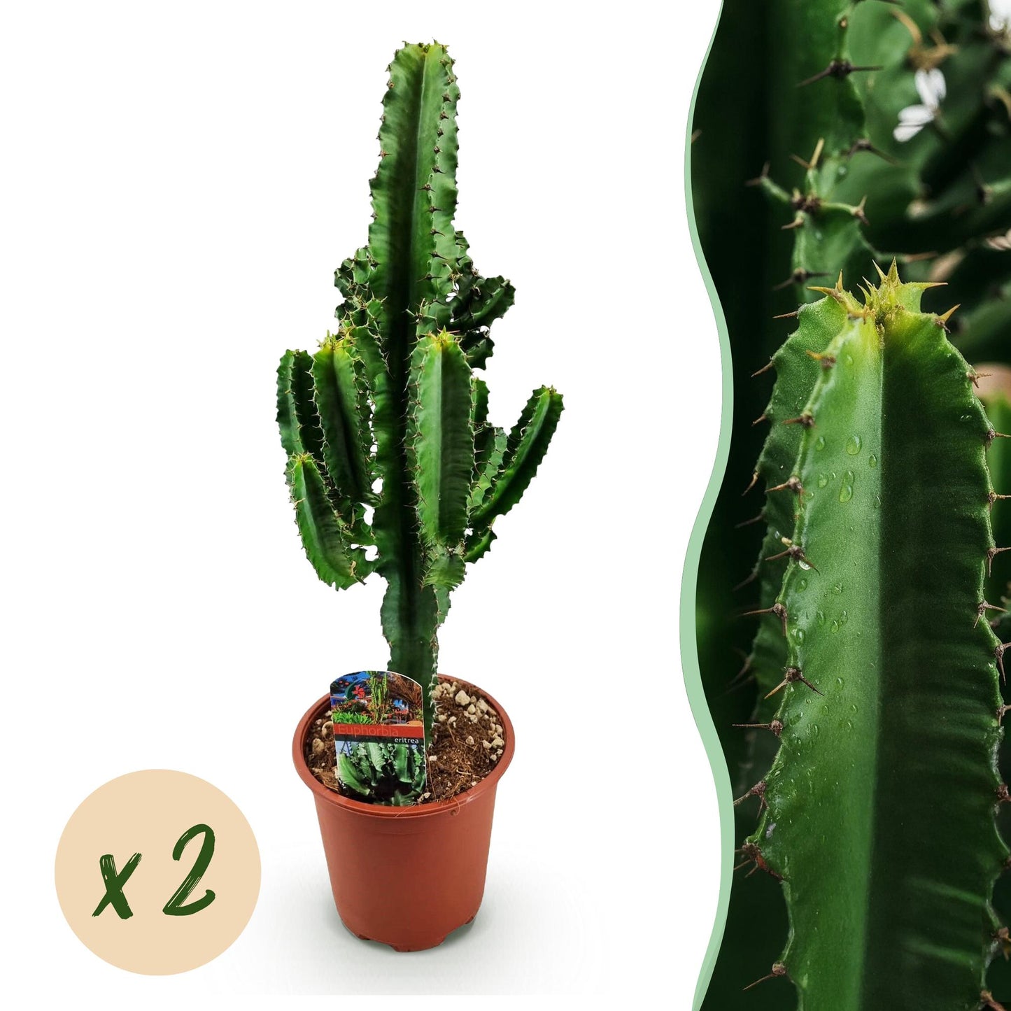 Green boutiQ - Houseplant - Euphorbia eritrea - African milk bush - Low maintenance - Green - 2 - Pot 17cm - Height 60cm
