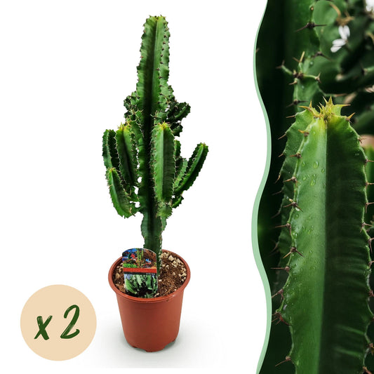 Green boutiQ - Houseplant - Euphorbia eritrea - African milk bush - Low maintenance - Green - 2 - Pot 17cm - Height 60cm