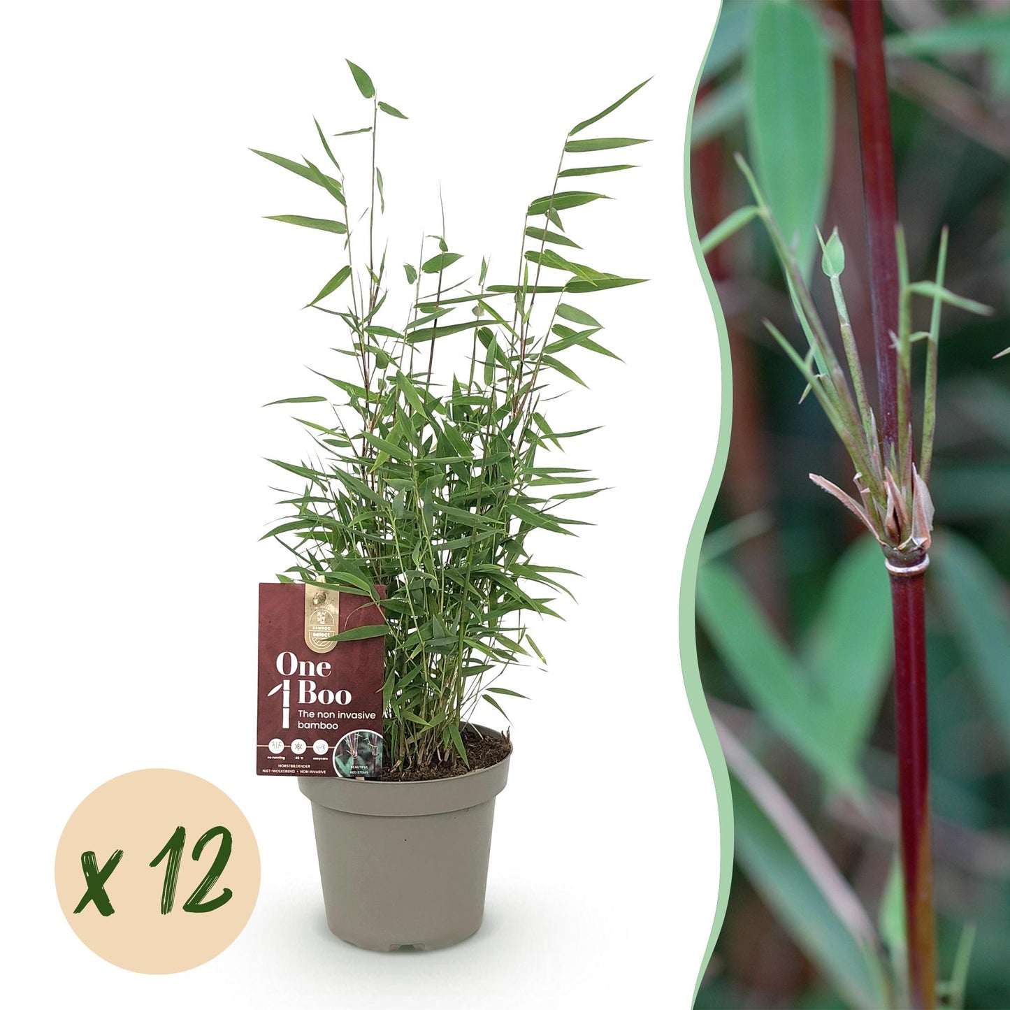 Green boutiQ - Bamboo - Fargesia Red Dragon - Evergreen - Non-invasive - Green - 12 Plants - 14cm Pot - 35cm Height