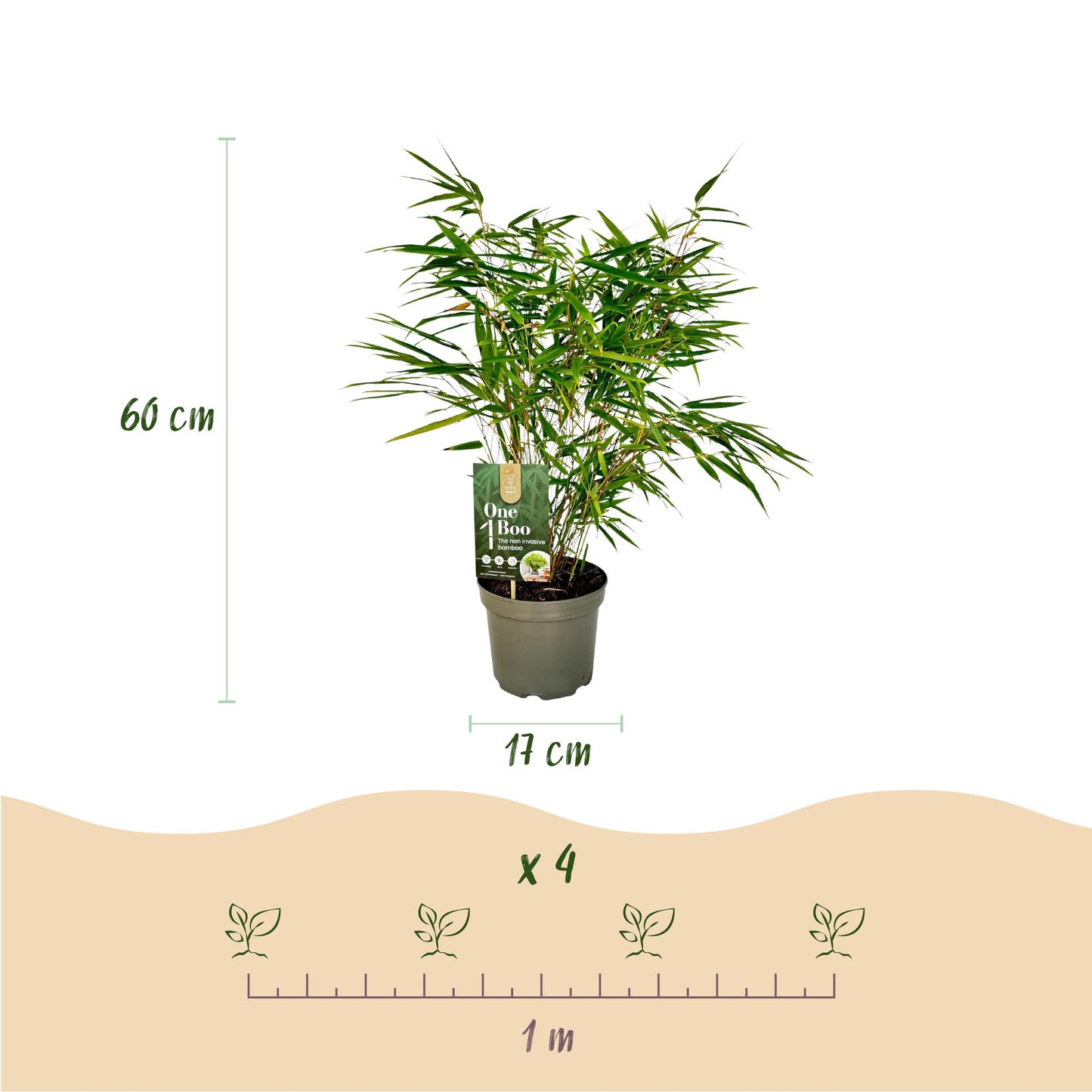 Green boutiQ - Bamboe - Fargesia rufa - Groen - 4 Planten - Bladhoudend - Niet Woekerend- Pot 17cm Hoogte 60cm