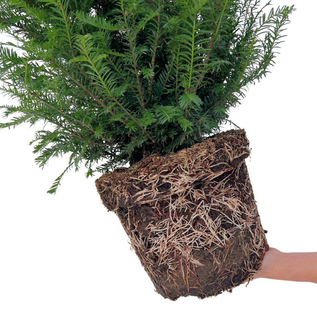 Grandi piante di tasso per 10 metri lineari di siepe | - 12L - 20 x | ↨ 100-125 cm
