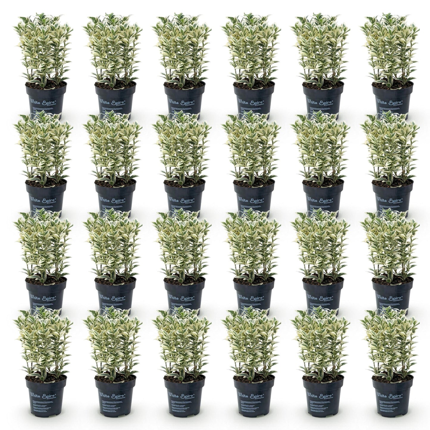 Green boutiQ - 24x Euonymus japonicus White Spire - Spindle Tree - Hedge Plants - Evergreen - White - Green - Pot 9cm - Height 20-30cm