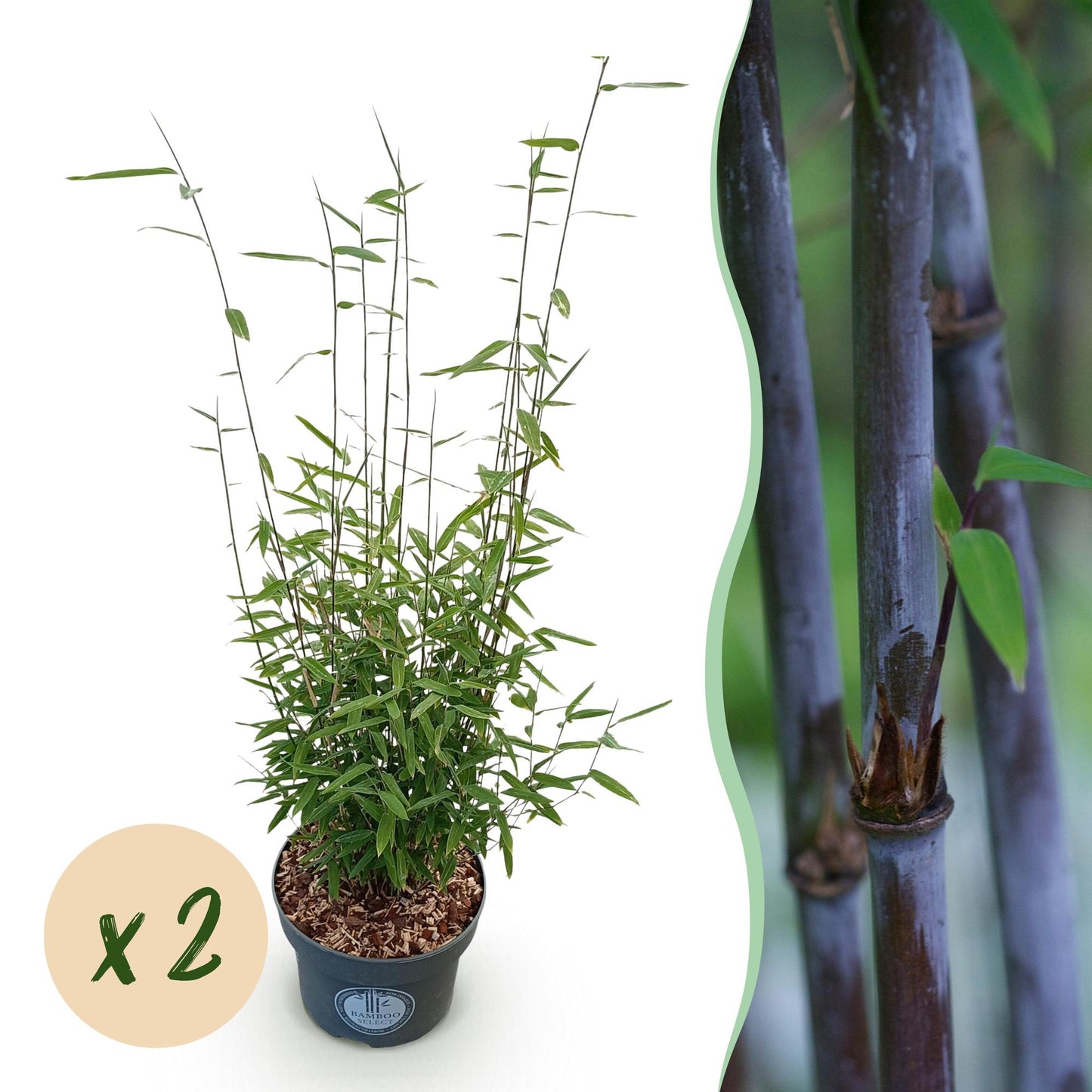 Grasses - Fargesia nitida Black Dragon - Non-Spreading Bamboo - Evergreen - Green - 2 Plants - Pot 23 cm - Height 80 cm