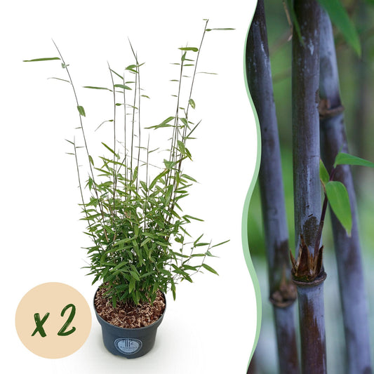 Grasses - Fargesia nitida Black Dragon - Non-Spreading Bamboo - Evergreen - Green - 2 Plants - Pot 23 cm - Height 80 cm