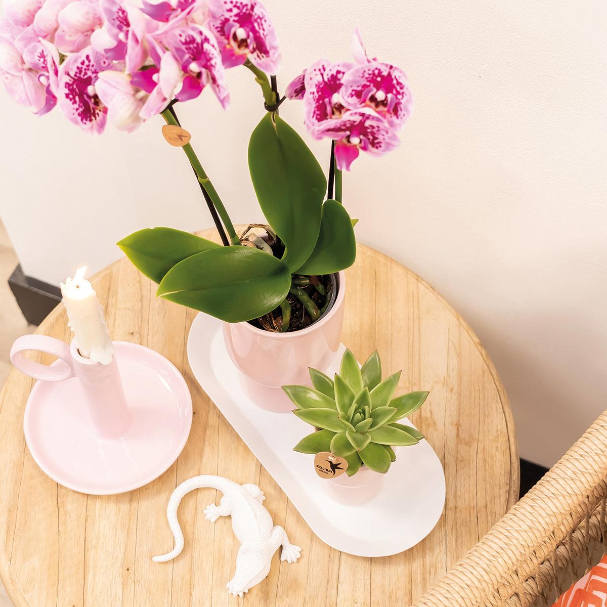 Orchidee colibrì | OFFERTA COMBI di 4 orchidee phalaenopsis rosa viola - El Salvador - dimensioni vaso Ø9 cm | pianta d'appartamento in fiore - fresca dal coltivatore