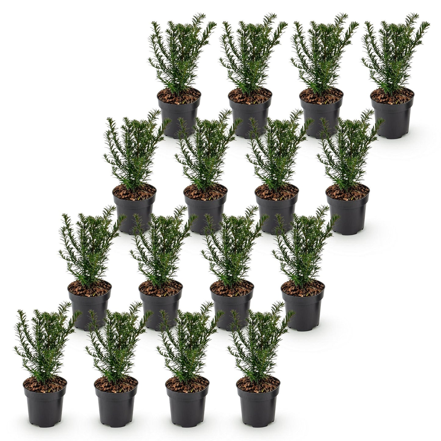 Green boutiQ - 16x Taxus baccata - Yew - Hedge Plants - Evergreen - Green - Pot 9cm - Height 20-30cm