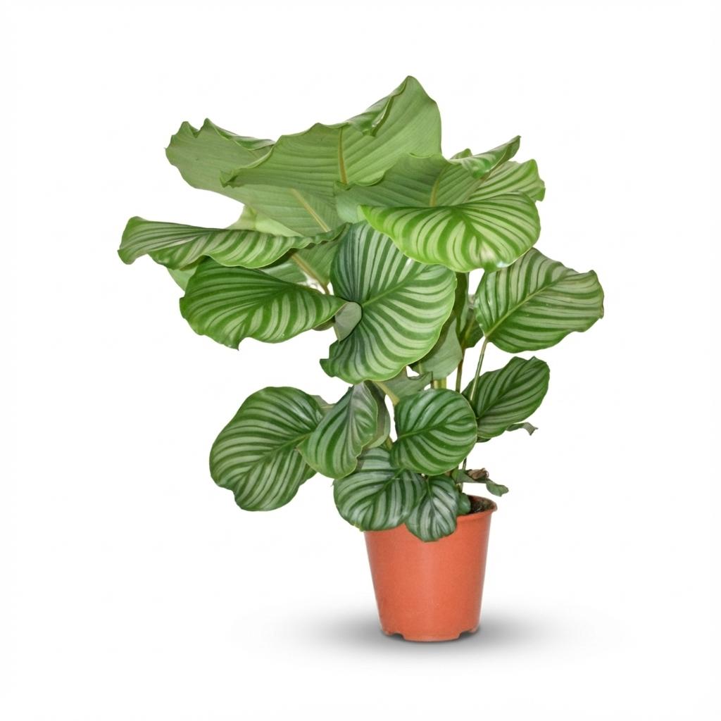 Calathea Orbifolia - Ø 19 cm - Altezza: 60cm