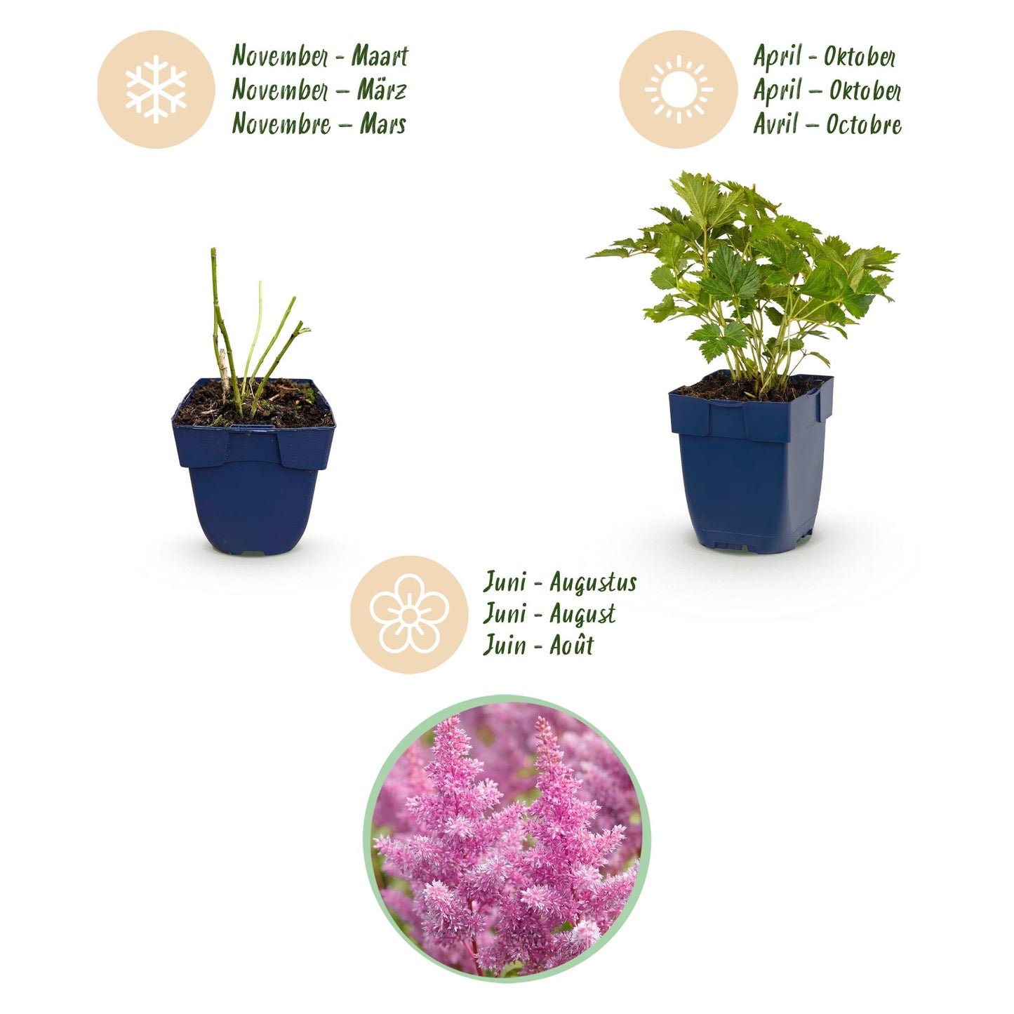 Green boutiQ - Plante vivace - Astilbe chin. Pumila - Spirea en panicule - Ombre - Violet - 24 Plantes - Pot 11cm - Hauteur 15-25cm