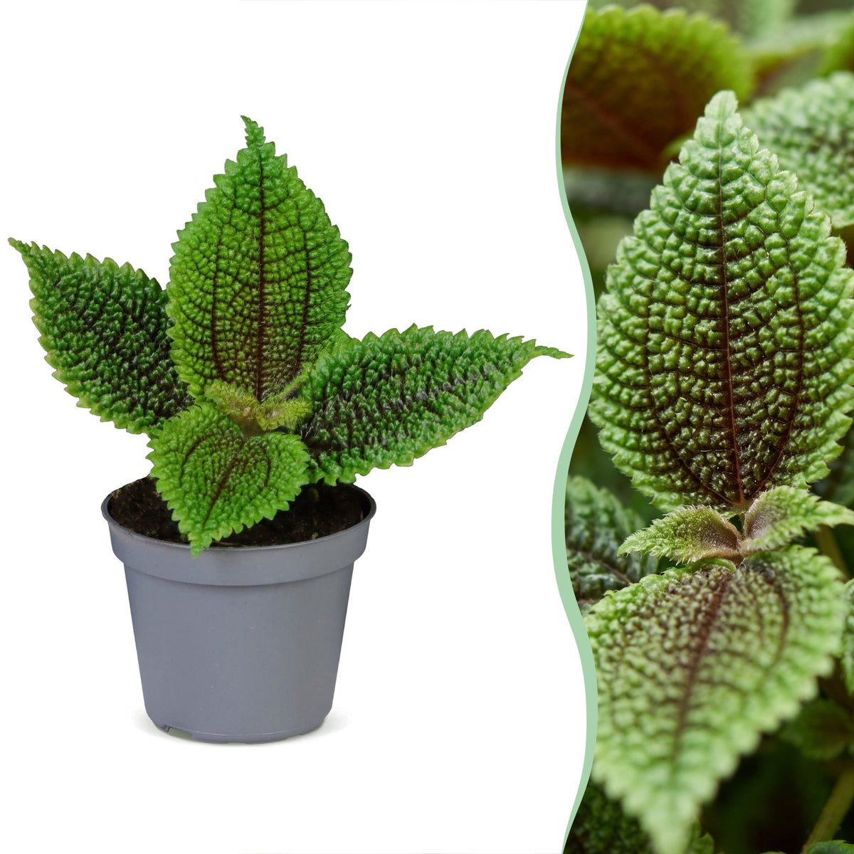 Pilea Moon Valley - Maandalvallei-pilea - Groen - Tropisch - Ø6cm - ↕12cm