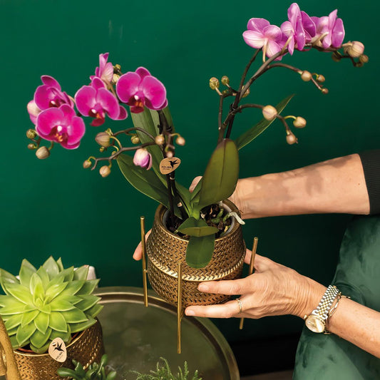 Orchidee colibrì | Orchidea phalaenopsis viola - Morelia + Groove vaso decorativo oro - dimensioni vaso Ø9 cm - altezza 35 cm | pianta d'appartamento in fiore - fresca dal coltivatore
