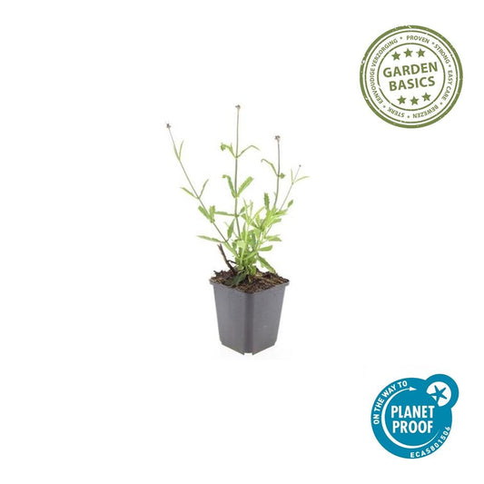 60x Verbena voucher. 'Lollipop' - ↕10-25cm - Ø9cm