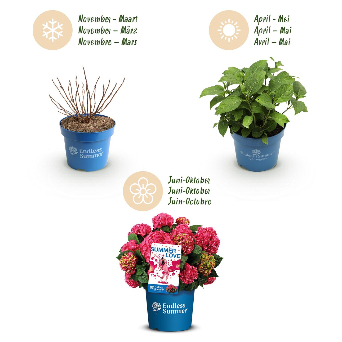 Green boutiQ - Garden Plant - Hydrangea Endless Summer Summer Love Red - Hydrangea - Hardy - Red - 8 Plants - Pot 14cm - Height 20-25cm