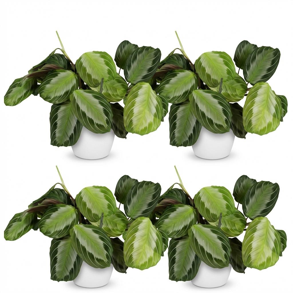 Pianta da interno - Maranta Fascinator Silverband - Pianta della Preghiera - Pianta Pet Friendly - Verde - 4 Piante - con Vaso Bianco - Vaso 12cm - Altezza 25cm