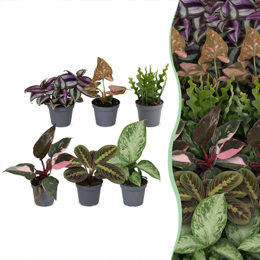 6x Baby Plants Surprise Box - Box a sorpresa di piantine - Varie - Tropicali - Ø6cm - ↕5-15cm