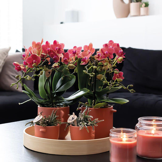 Orchidee colibrì | OFFERTA COMBI di 2 orchidee Phalaenopsis rosse - Congo - vaso Ø9cm pianta da appartamento fiorita - fresca dal coltivatore