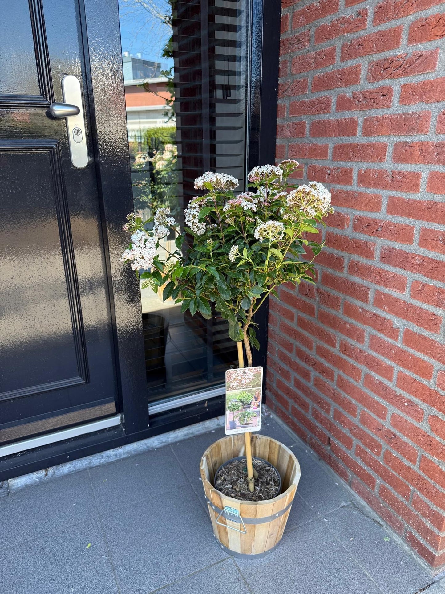 Green boutiQ - Plant op Stam - Viburnum tinus - Terras Plant - Bladhoudend - Winterhard - Wit-Roze Bloem - Pot 19cm Hoogte 90cm