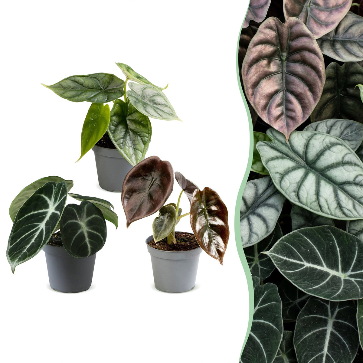 3x Baby Alocasia Tricolour - Rood - Groen - Zwart - Tropisch - Ø6cm - ↕12cm